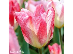ruzovy tulipan triumph flaming purissima 1