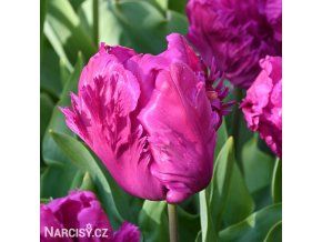 fialovy tulipan parrot prince 4