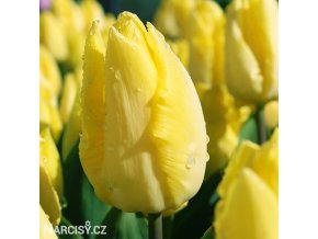 žlutý tulipán sunny prince 5