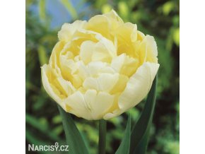 zluty tulipan verona 1