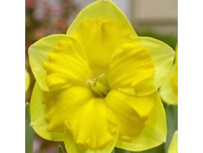 Narcis Prodigious 1