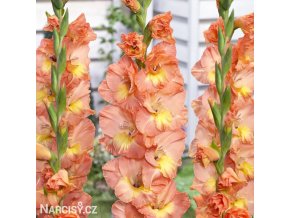 oranzovy mecik Gladiol Eminence 1