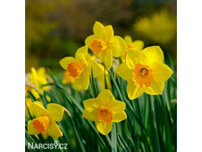 žlutooranžový narcis fortune 1