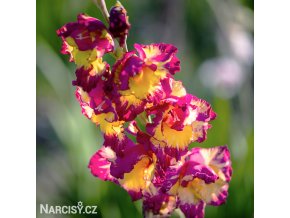 ruzovozluty mecik Gladiol Far West 1