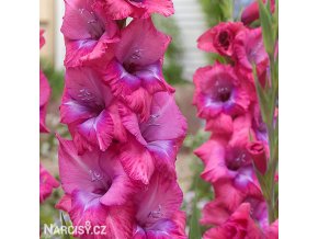 ruzovy mecik Gladiol Lumiere 5