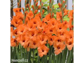 oranzovy mecik Gladiol Prince of Orange 1