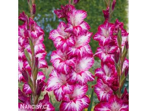 mecik Gladiol Repolio rojo 1