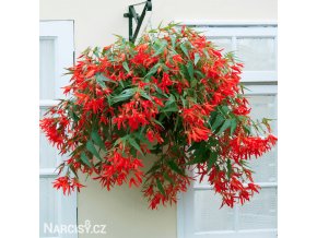 cervena Begonie Bertinii boliviensis 1