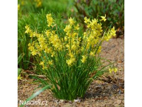 žlutý narcis hawera 4