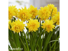 zluty narcis tete boucle 6