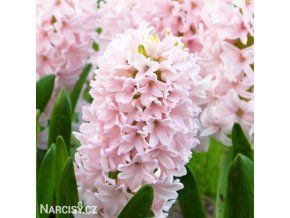 Hyacint - China Pink