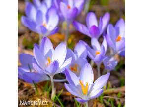 fialovy krokus lilac beauty 1