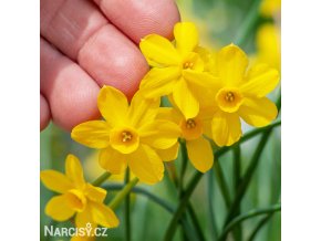 zluty narcis sabrosa 1