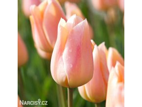 ruzovy tulipan apricot beauty 1