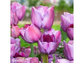 fialovy tulipan blue heaven 1