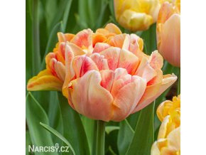 oranzovy tulipan charming lady 1
