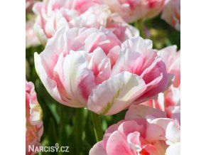 ruzovy tulipan finola 5