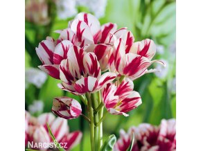 cervenobily tulipan flaming club 5