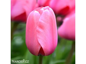 ruzovy tulipan pink impression 1