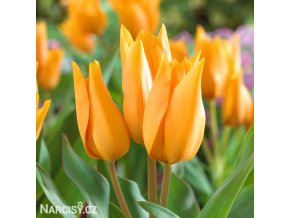 oranzovy tulipan shogun 1
