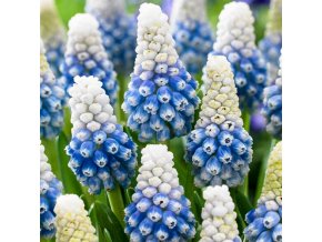 modrenec muscari mountain lady 1