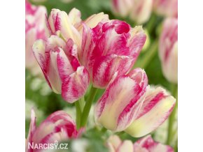 ruzovozluty tulipan dream club 1
