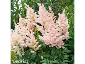 astilbe broskvova cechrava 1