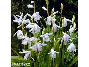 bila orchidej vzprimena bletilla alba 2