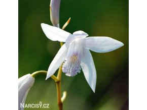 bila orchidej vzprimena bletilla alba 1