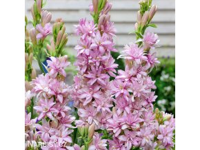 ruzova tuberoza polianthes tuberosa pink sapphire 1