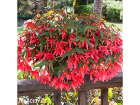 cervena begonie previsla bertinii san francisco 1