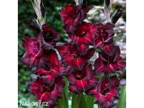 cerveny mecik gladiolus black sea 1