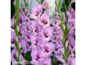 ruzovy mecik gladiolus zamora 1