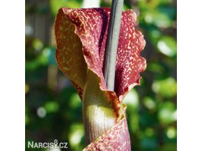 sauromatum venosum uzovnik 1