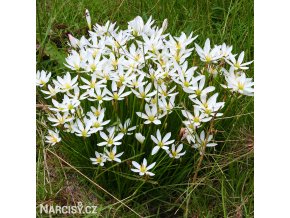 Zephyranthes candida bila destova lilie 1