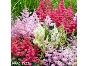 astilbe mix cechrava smes barev 1