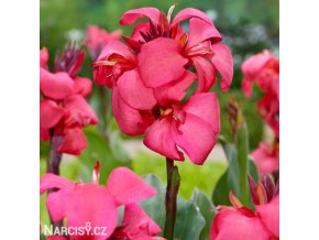 ruzova dosna canna empire 1