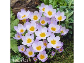 fialovy krokus firefly 1