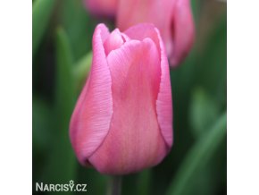 ruzovy tulipan carola 1