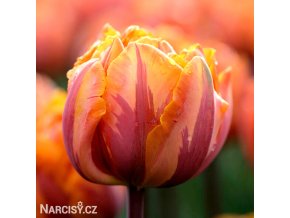 oranzovy tulipan orange princess 1