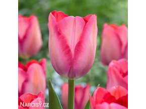 ruzovy tulipan pink sound 1