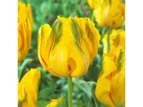 Tulipan La Courtine Parrot 2