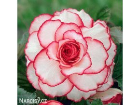 bilocervena begonie picotee white 1