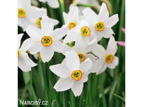 bílý narcis poeticus pheasant eye recurvus 5