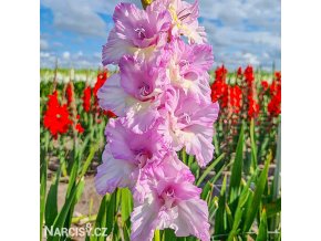 ruzovy mecik gladiolus magenta princess 1