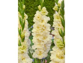 Gladiol Sweet Crystal 01