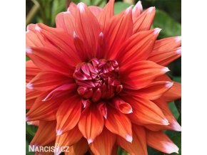 oranzova jirina dahlia color spectacle 2