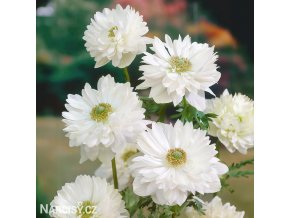 bila plnokveta sasanka anemone mount everest 4