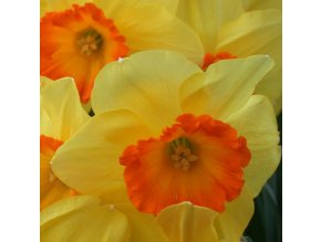 Narcis Early flame 4