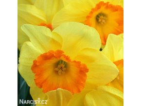 narcis early flame 1